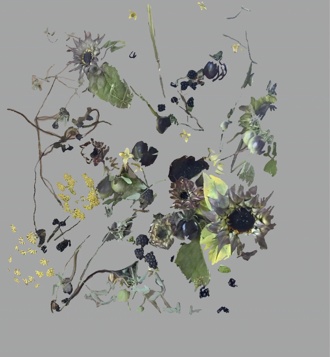 Blackberries, apples, roses and dried seed heads taken apart and reassembled as scattered fragments across a soft neutral ground.