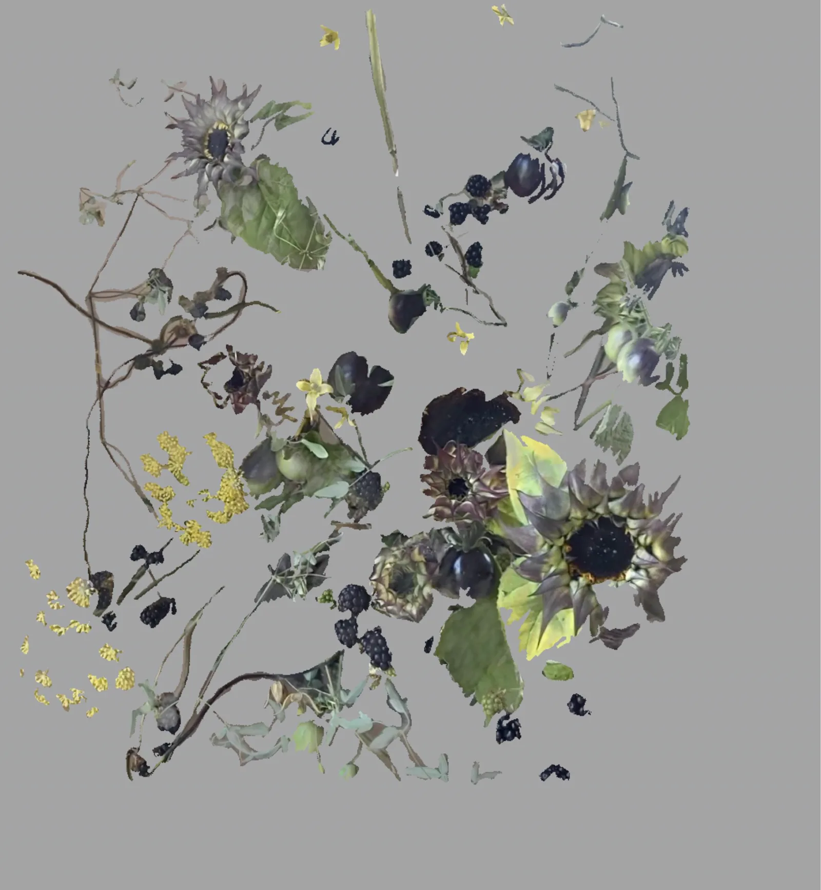 Blackberries, apples, roses and dried seed heads taken apart and reassembled as scattered fragments across a soft neutral ground.